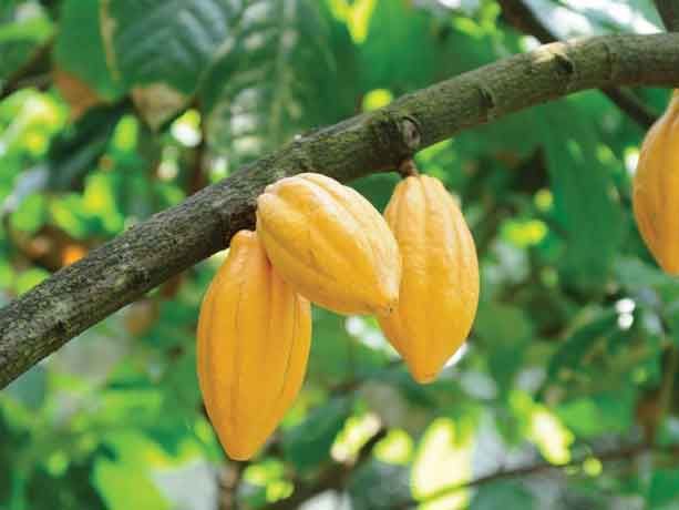 Peperpot (Fietstour)